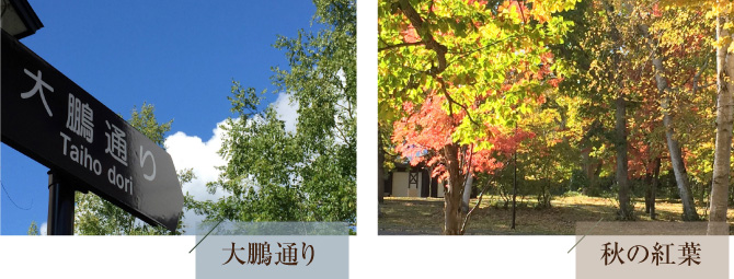 大鵬通りと秋の紅葉の写真