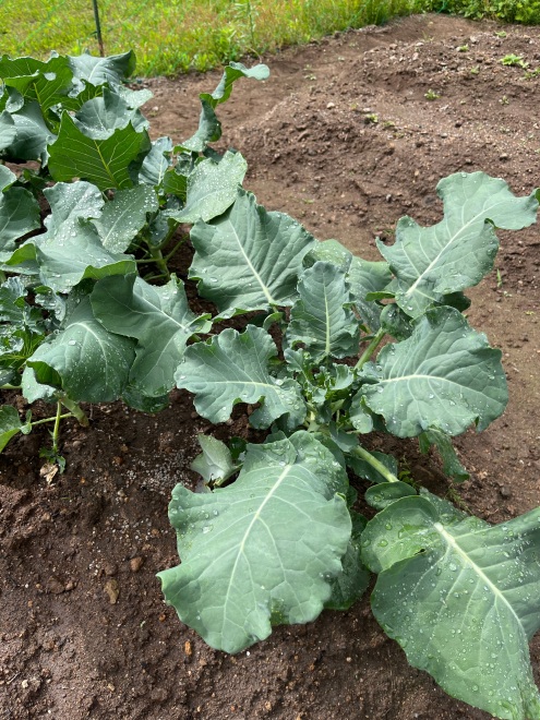 野菜
